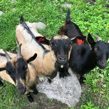 Luksuzni šator Lahemaa Glamping